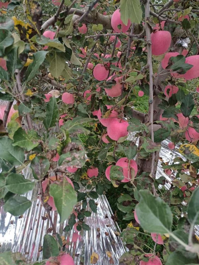 礼县富士上市中，今年价格便宜畅销哦，快来抢货