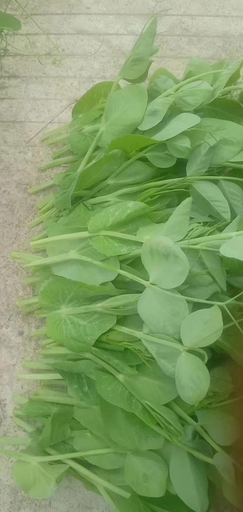 豌豆尖产地直发