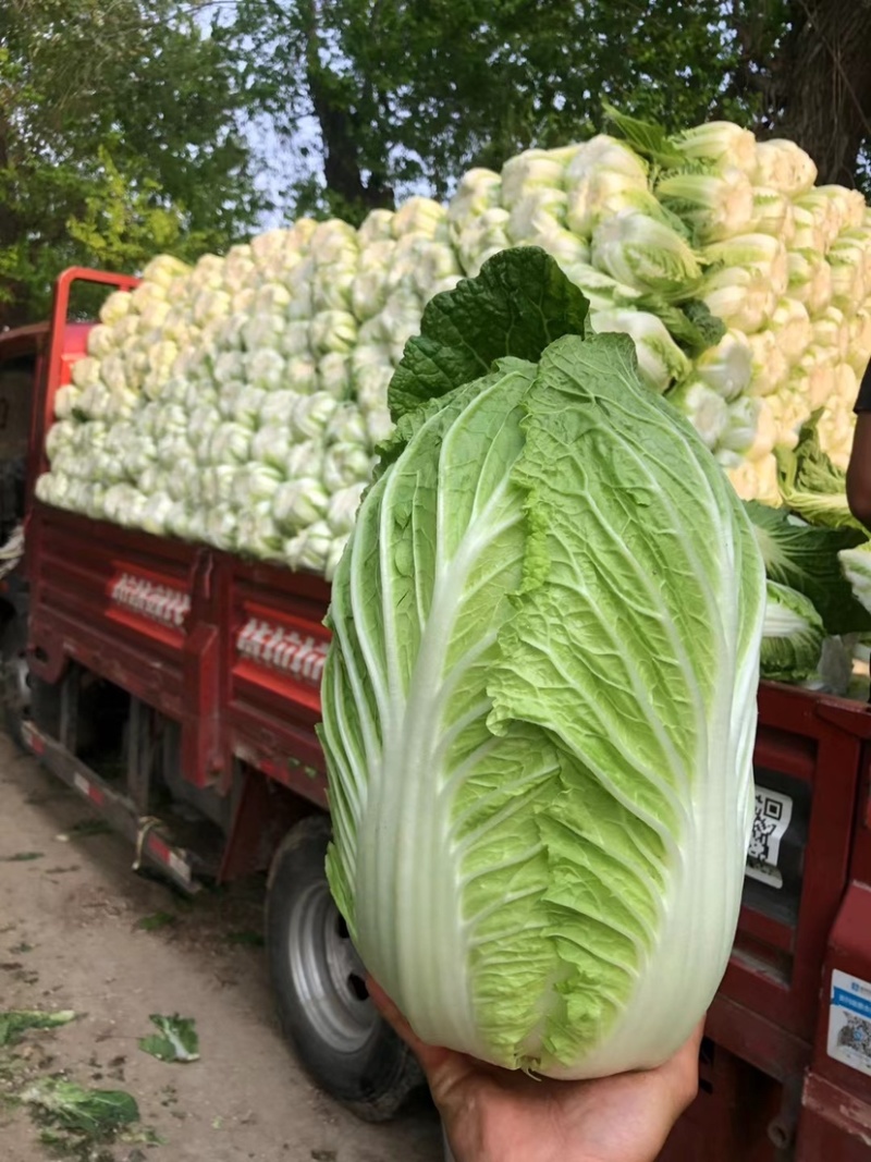 【精品】山东青岛平度黄心白菜大棚上市全国代发