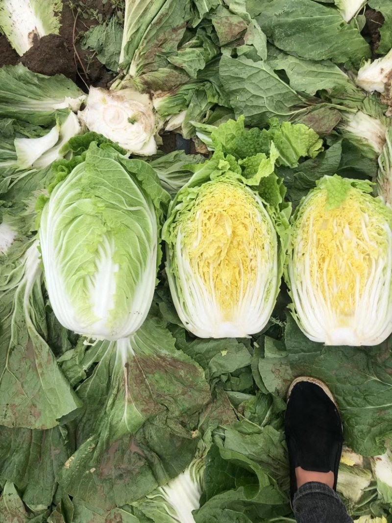【精品】山东青岛平度黄心白菜大棚上市全国代发
