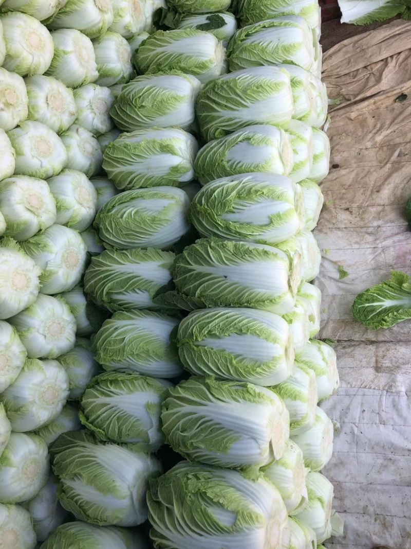 【精品】山东青岛平度黄心白菜大棚上市全国代发