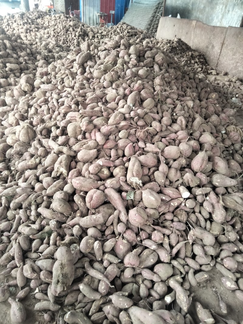 高淀粉红薯商薯19