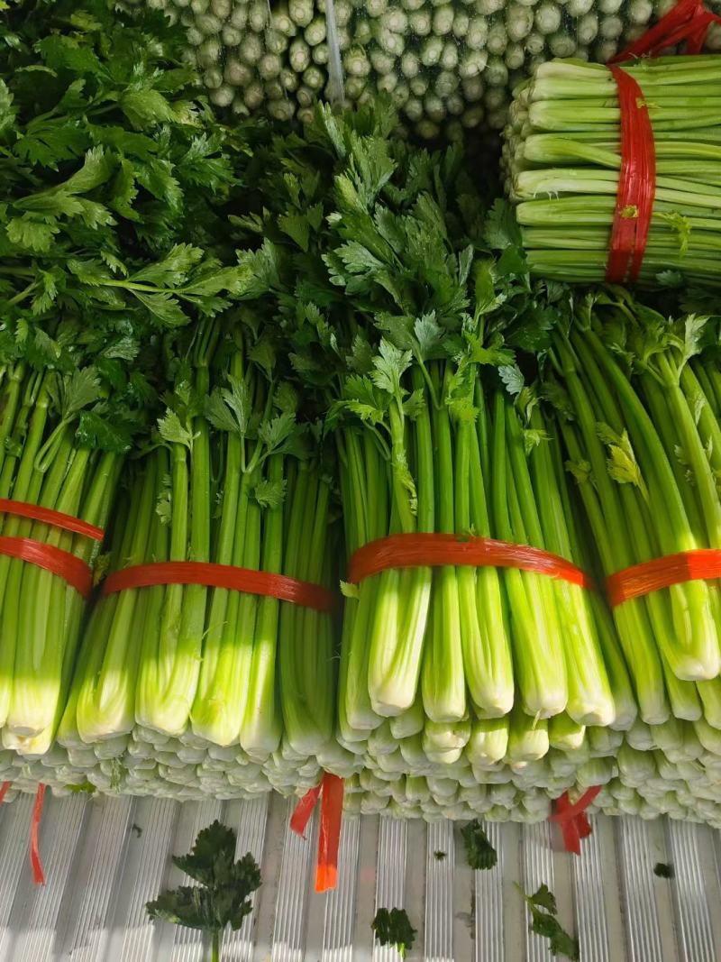 河北芹菜精品芹菜西芹货量充足按需包装全国发货