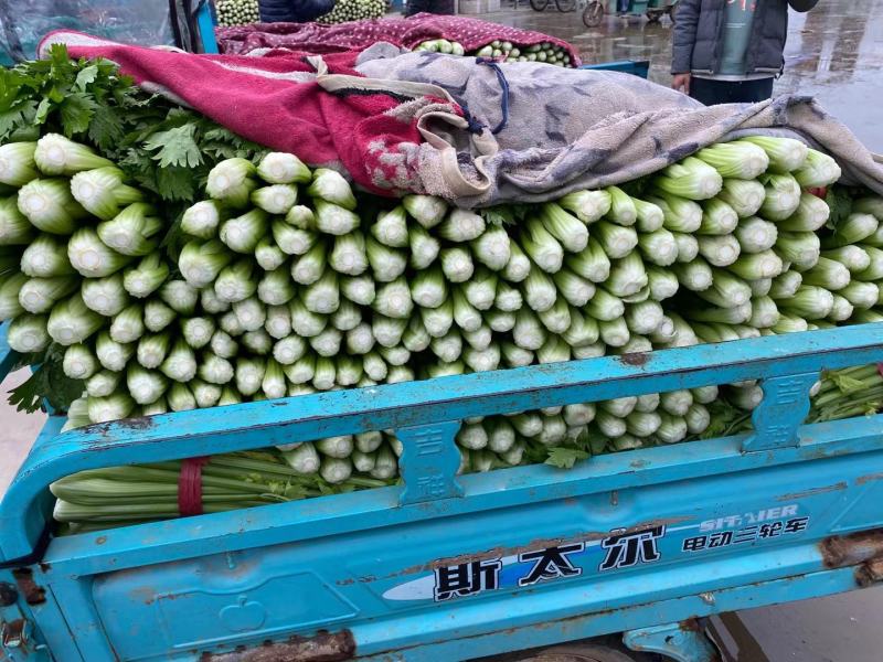 河北芹菜精品芹菜西芹货量充足按需包装全国发货