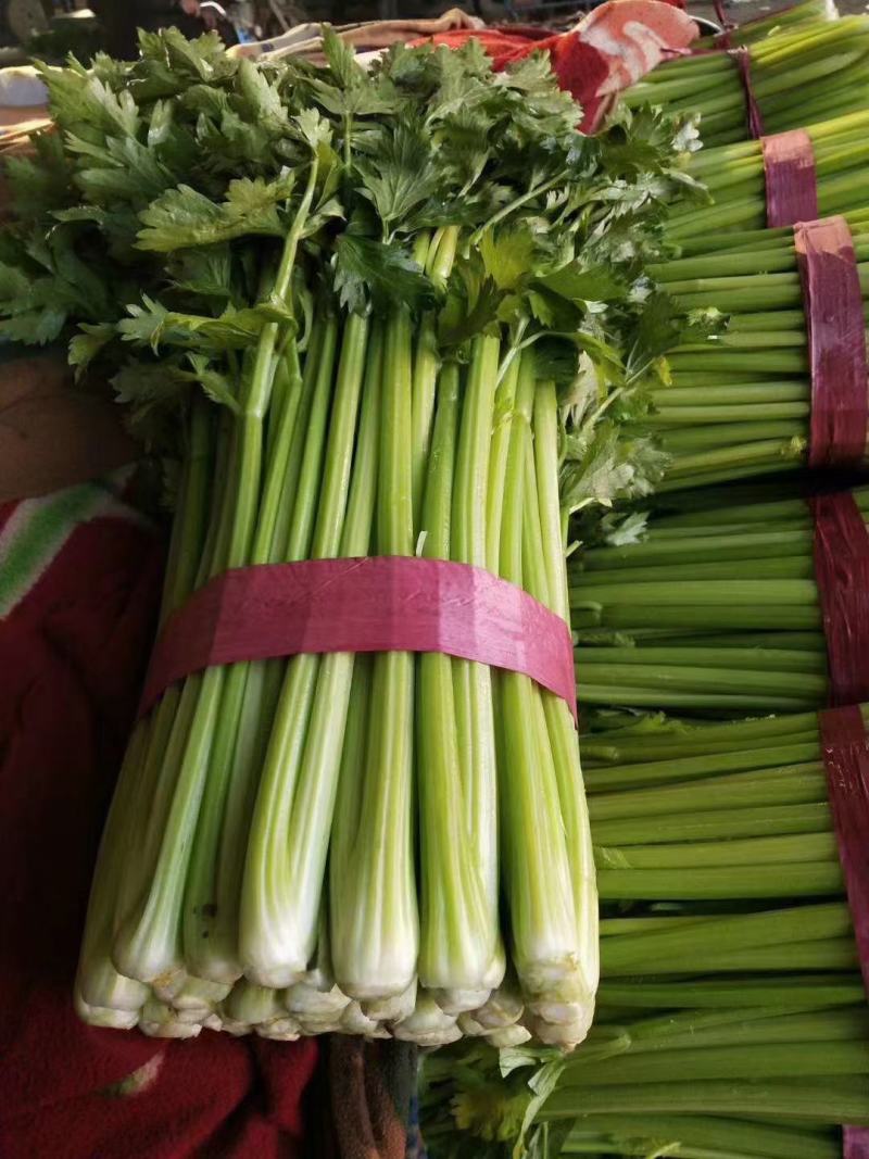 河北芹菜精品芹菜西芹货量充足按需包装全国发货