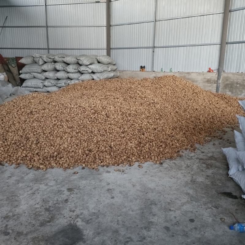 大量出售云南薄皮核桃