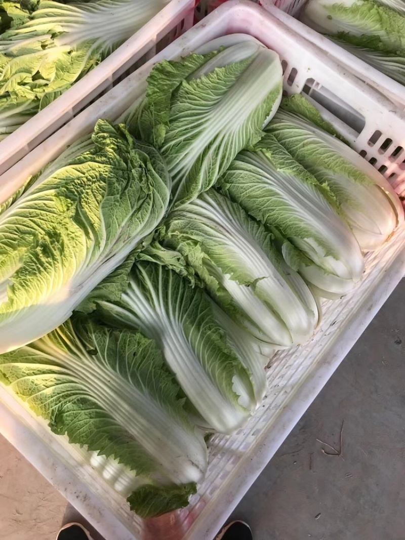 夏阳白菜/秋宝白菜/夏辉白菜/江苏夏阳菜/基地大量供应