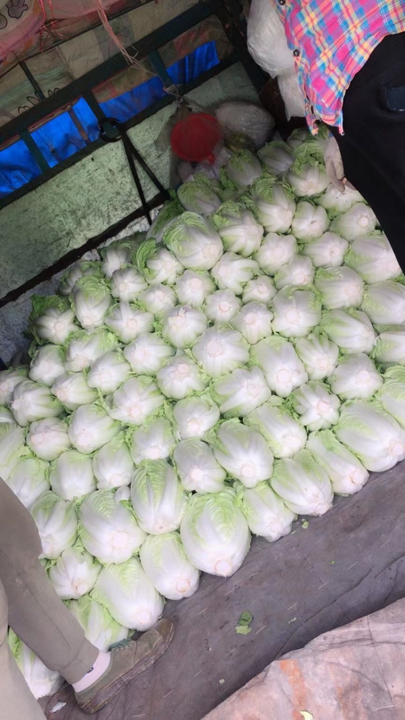 夏阳白菜/秋宝白菜/夏辉白菜/江苏夏阳菜/基地大量供应