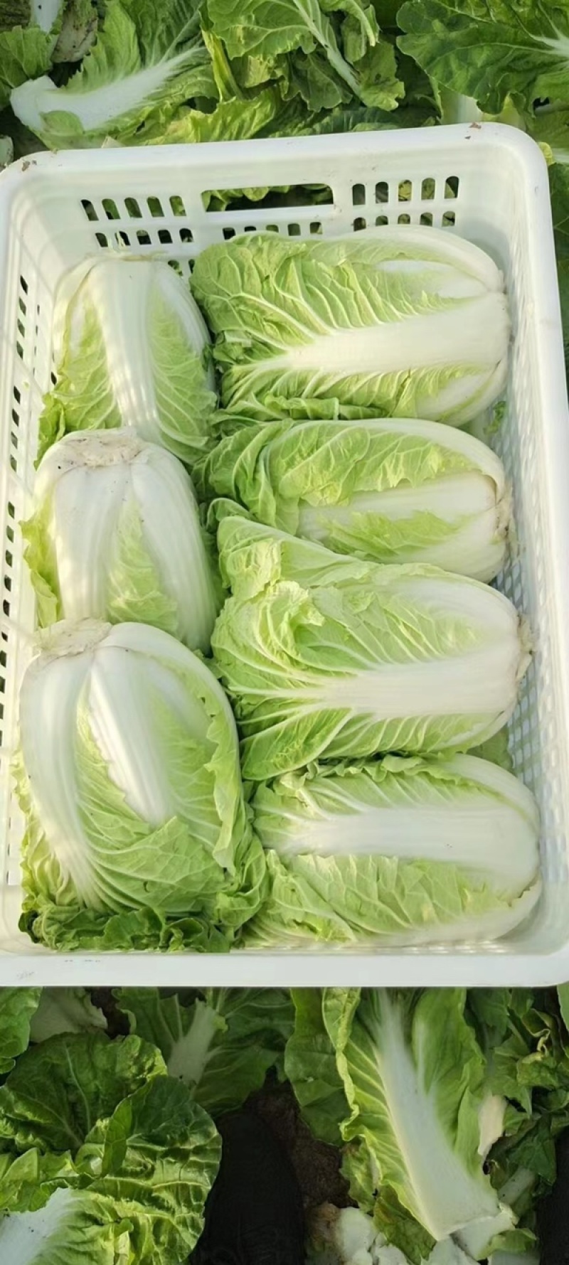 夏阳白菜/秋宝白菜/夏辉白菜/江苏夏阳菜/基地大量供应