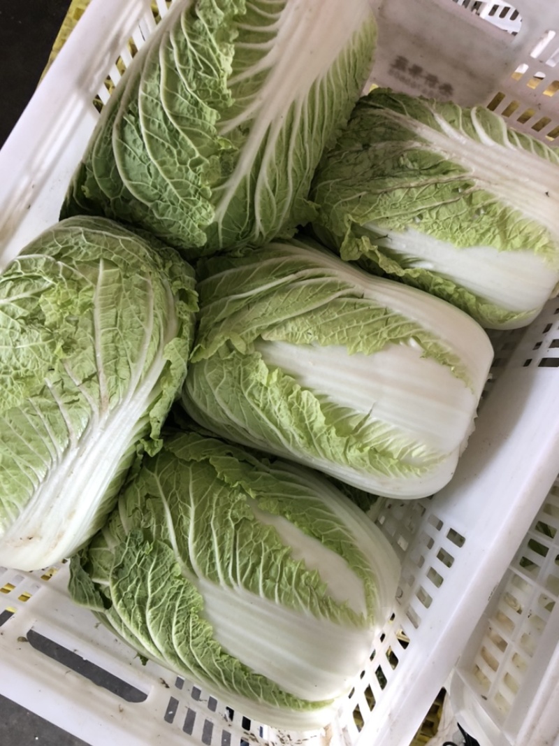夏阳白菜/秋宝白菜/夏辉白菜/江苏夏阳菜/基地大量供应