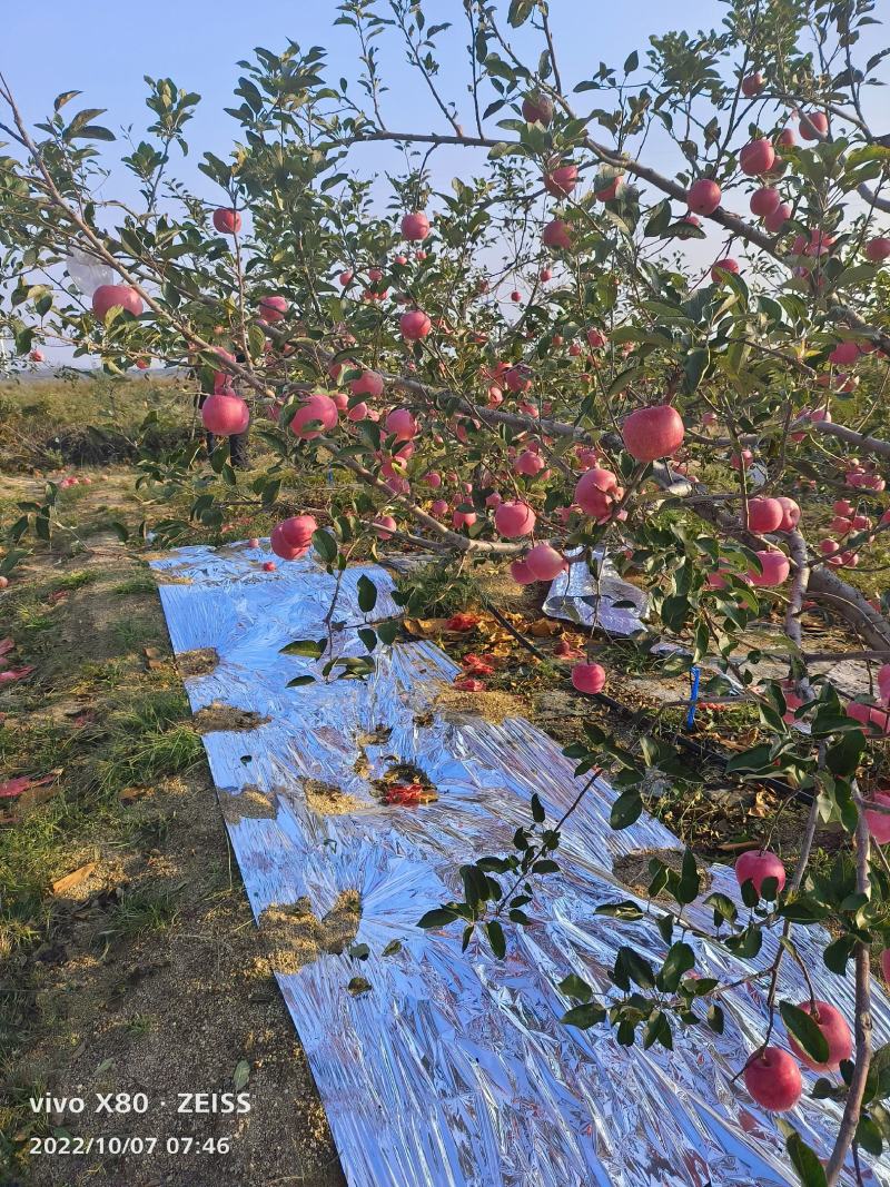红富士苹果，片红，条纹！！条拉片大量上市