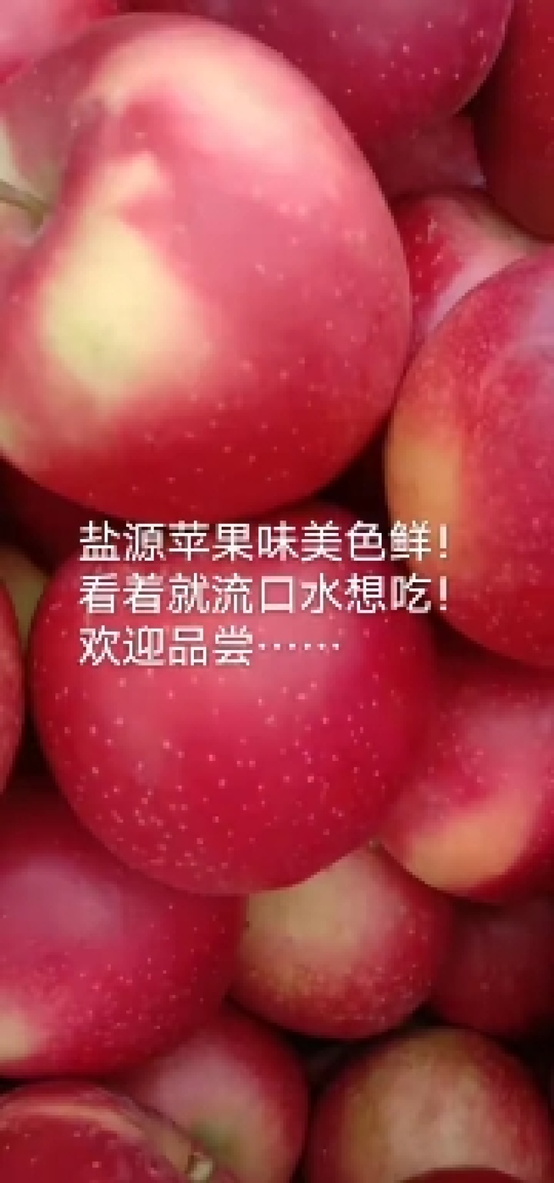 大凉山糖心苹果