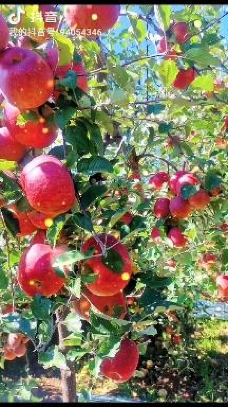 大凉山糖心苹果