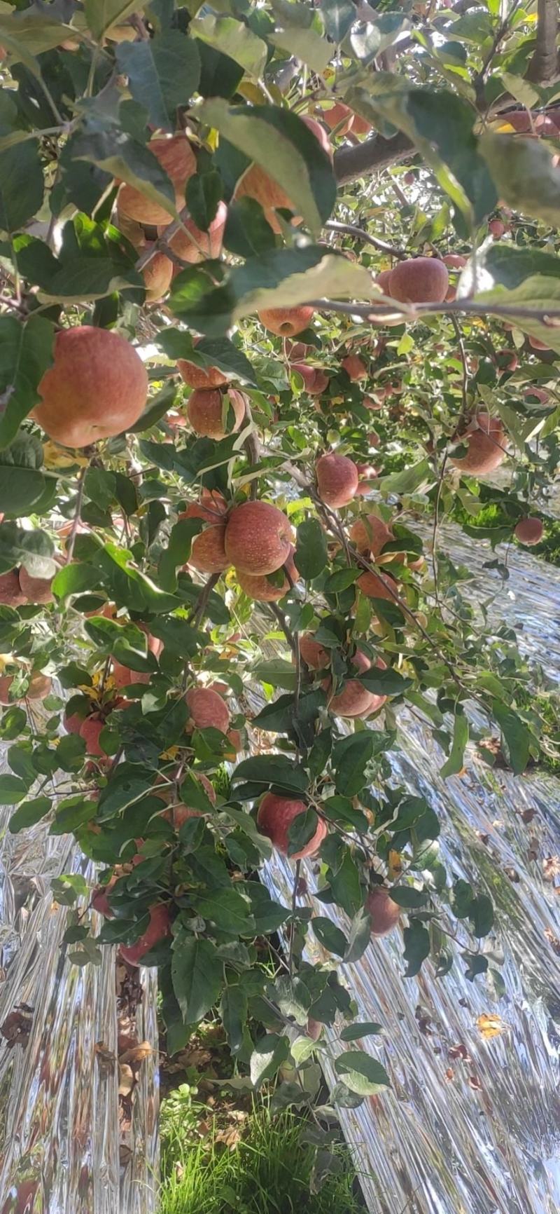 大凉山糖心苹果