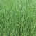 百亩基地洋葱苗紫皮黄皮大量供应，包回收，包成活