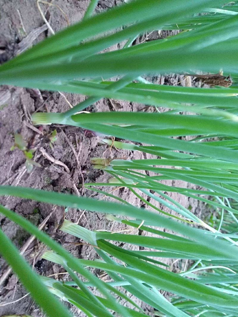 百亩基地洋葱苗紫皮黄皮大量供应，包回收，包成活