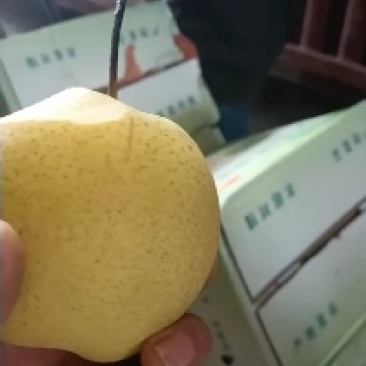 雪梨大量有货