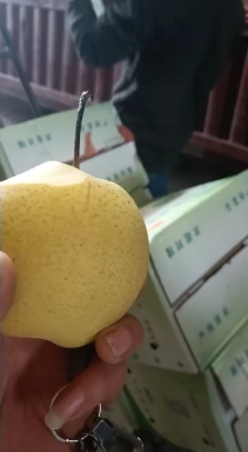 雪梨大量有货