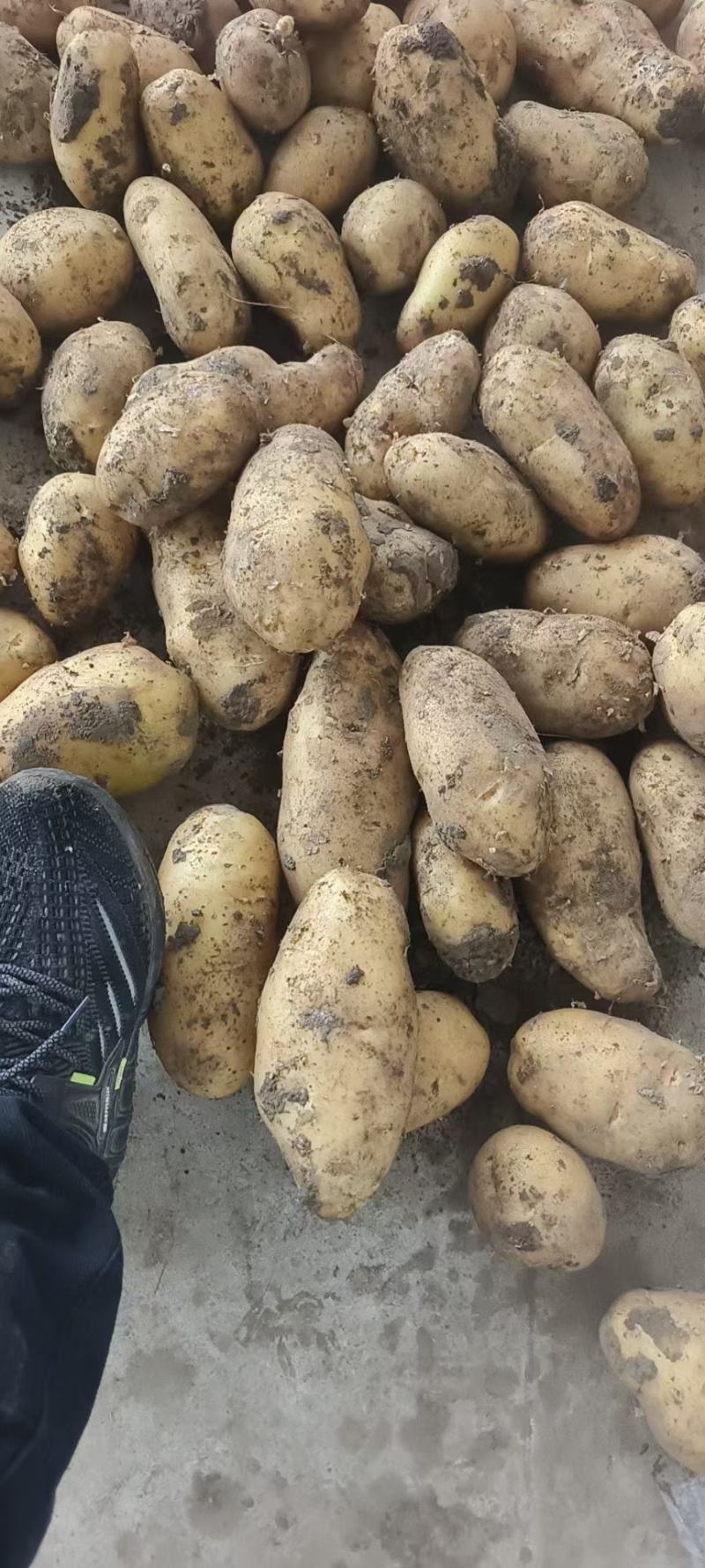 新鲜土豆青岛土豆常年有货品种齐全价格实惠欢迎联系