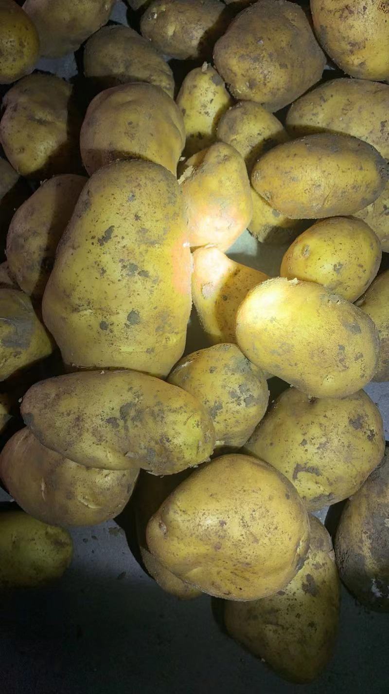 新鲜土豆青岛土豆常年有货品种齐全价格实惠欢迎联系