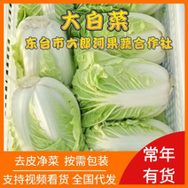 夏阳菜/大白菜/秋宝菜/自己种植/大量供应/超市/