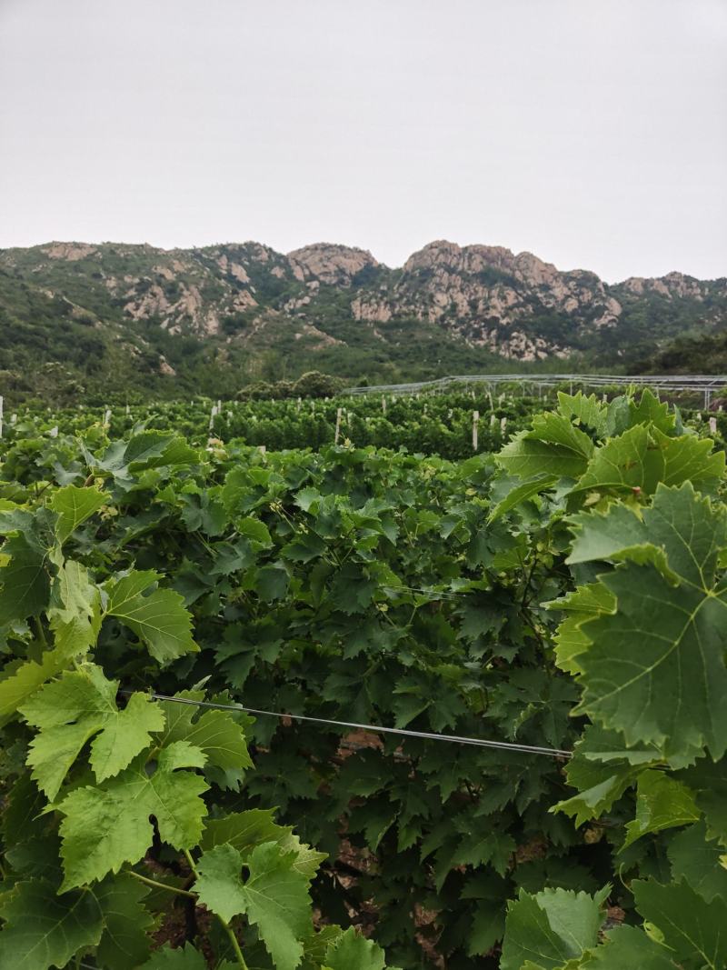 基地直供批发大泽山白葡萄，玫瑰香，泽山一号