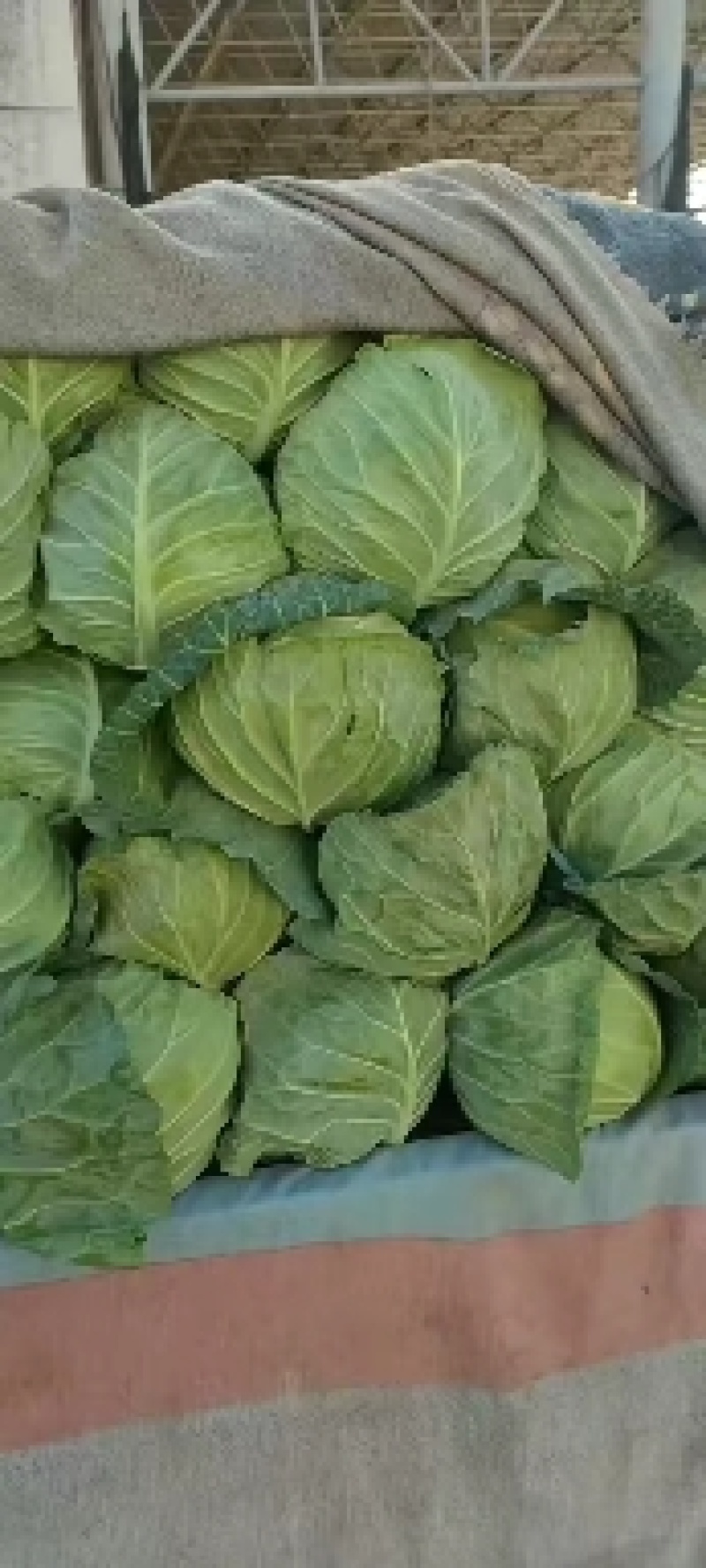 甘兰，颜色嫩绿，个头好看，均匀，货量四季有货