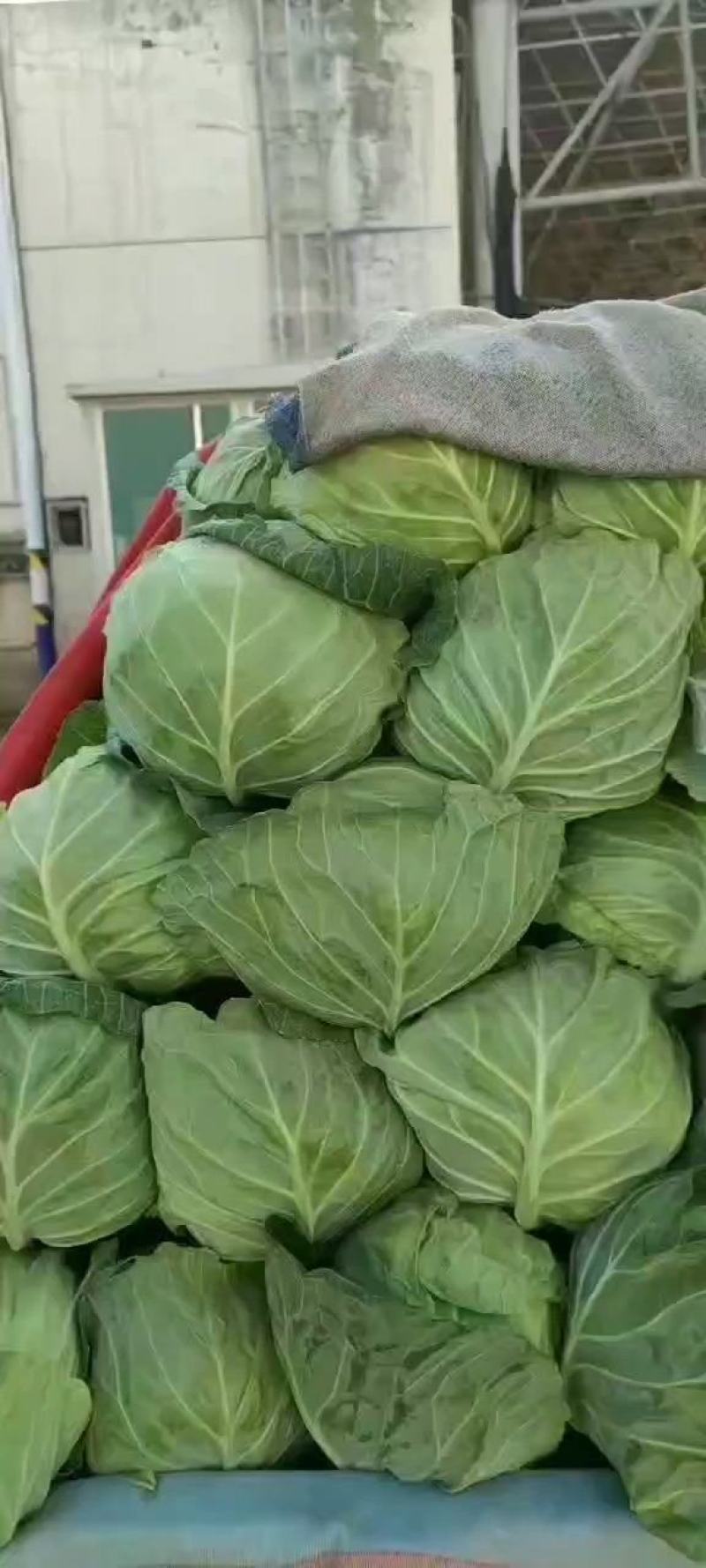 甘兰，颜色嫩绿，个头好看，均匀，货量四季有货