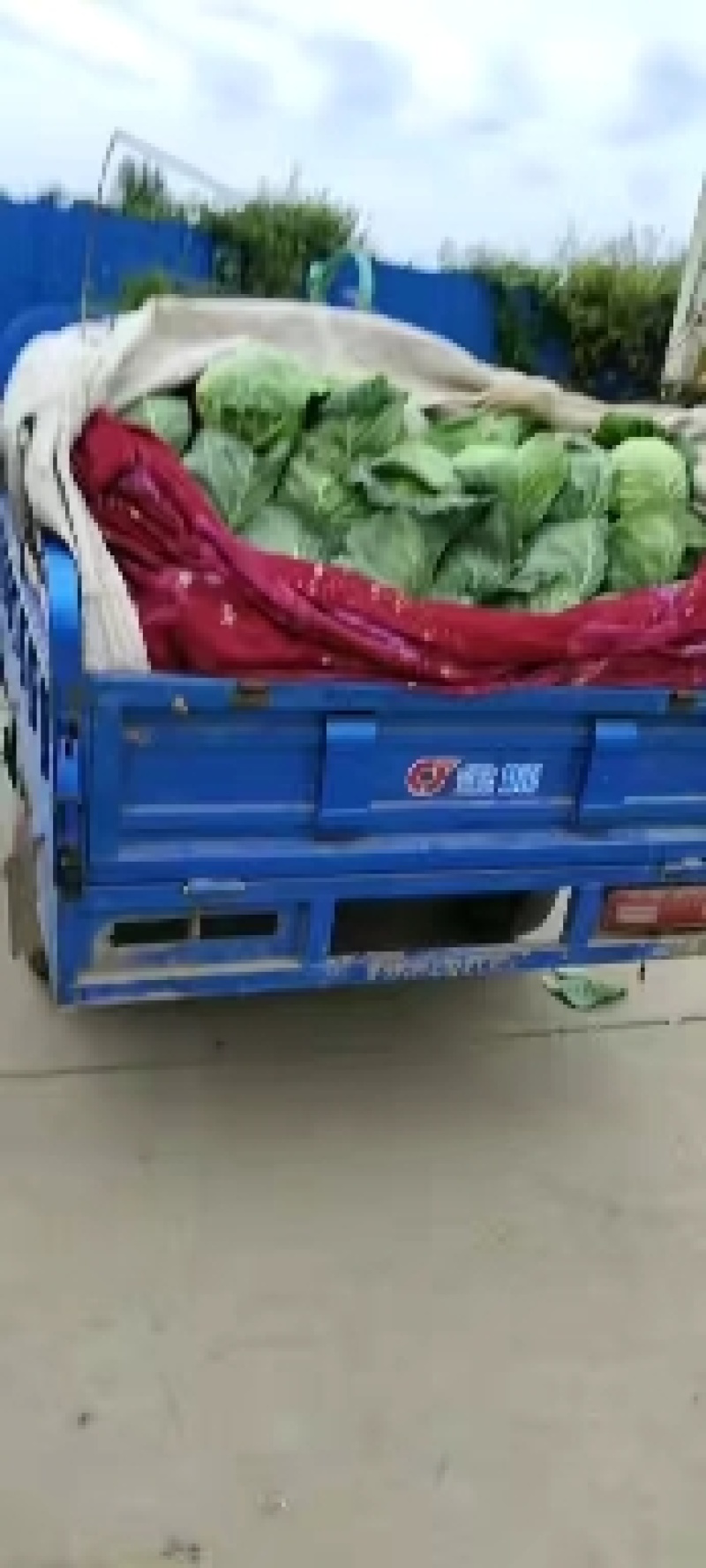 甘兰，颜色嫩绿，个头好看，均匀，货量四季有货