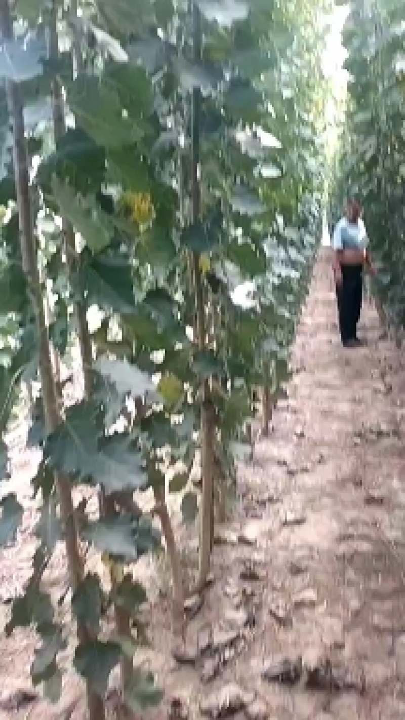 杨树苗