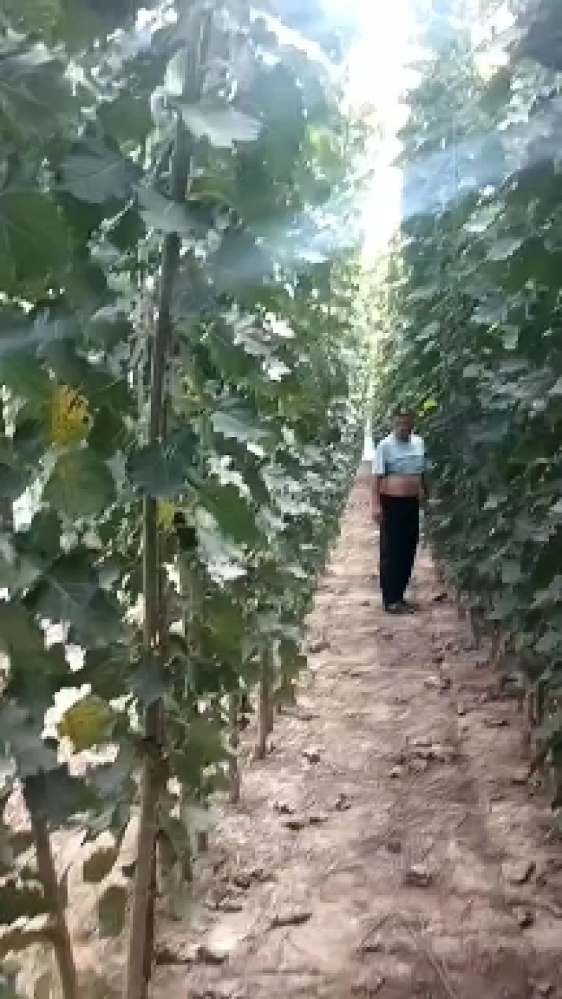 杨树苗