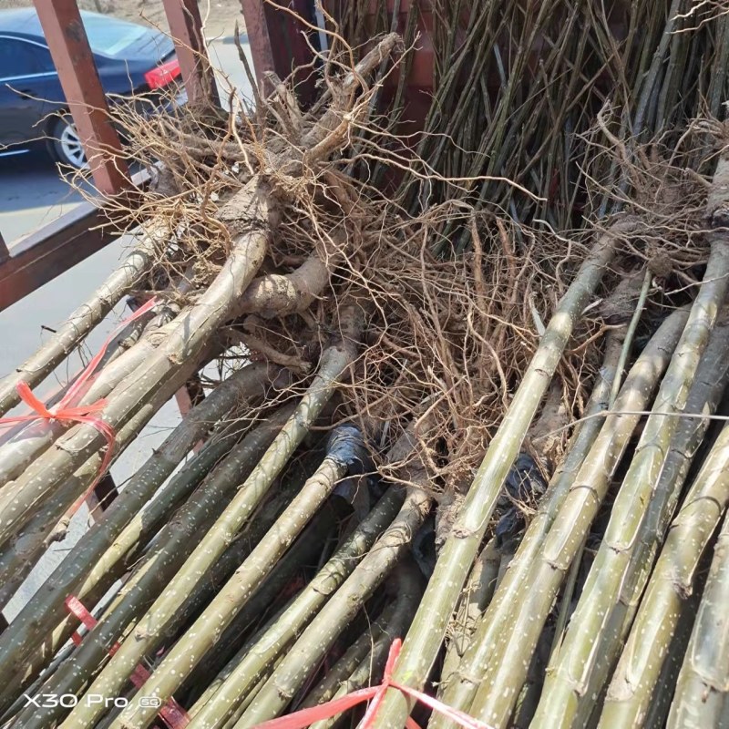 杨树苗