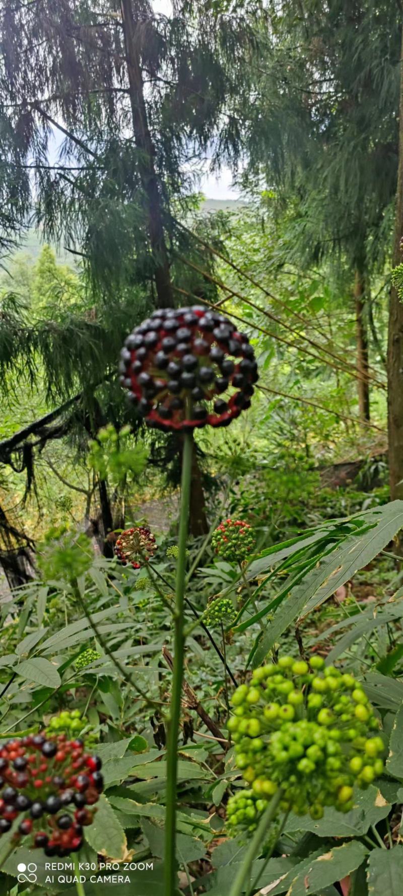基地热销中中药材竹节参(白三七丿四川品种种苗支持实地考察