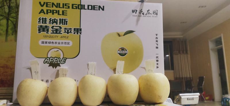 维纳斯黄金苹果非常非常非常非好吃好吃好吃好吃好吃好吃好吃
