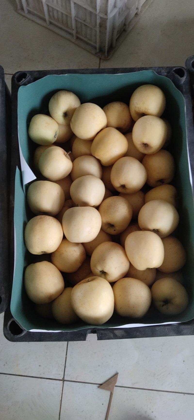 维纳斯黄金苹果非常非常非常非好吃好吃好吃好吃好吃好吃好吃