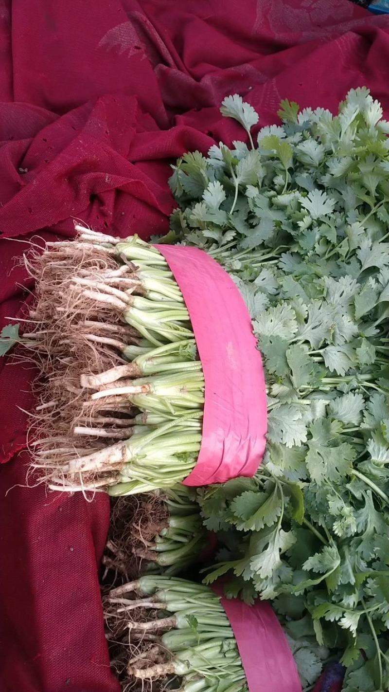 香菜，棵粗细均匀，颜色嫩绿，四级有货，高低适中