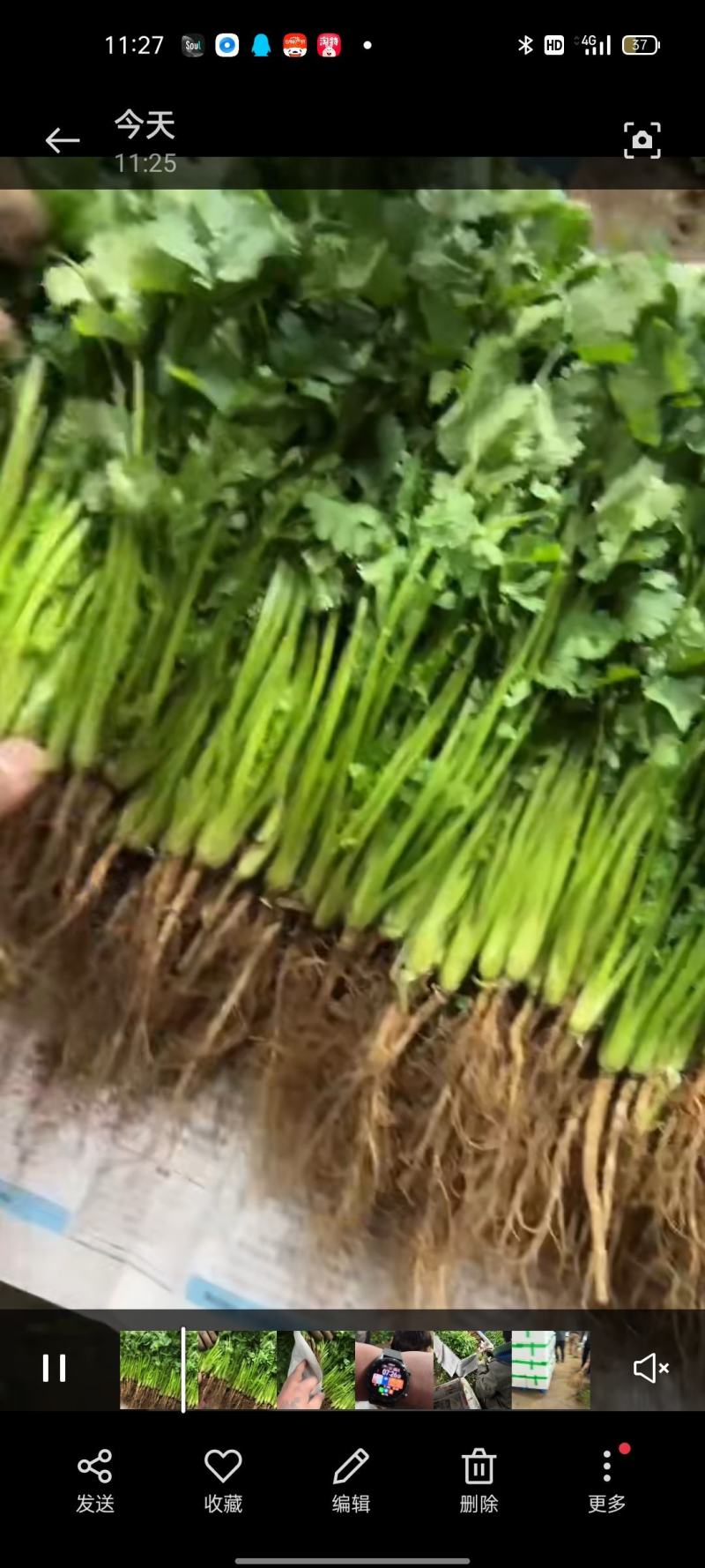 香菜，棵粗细均匀，颜色嫩绿，四级有货，高低适中