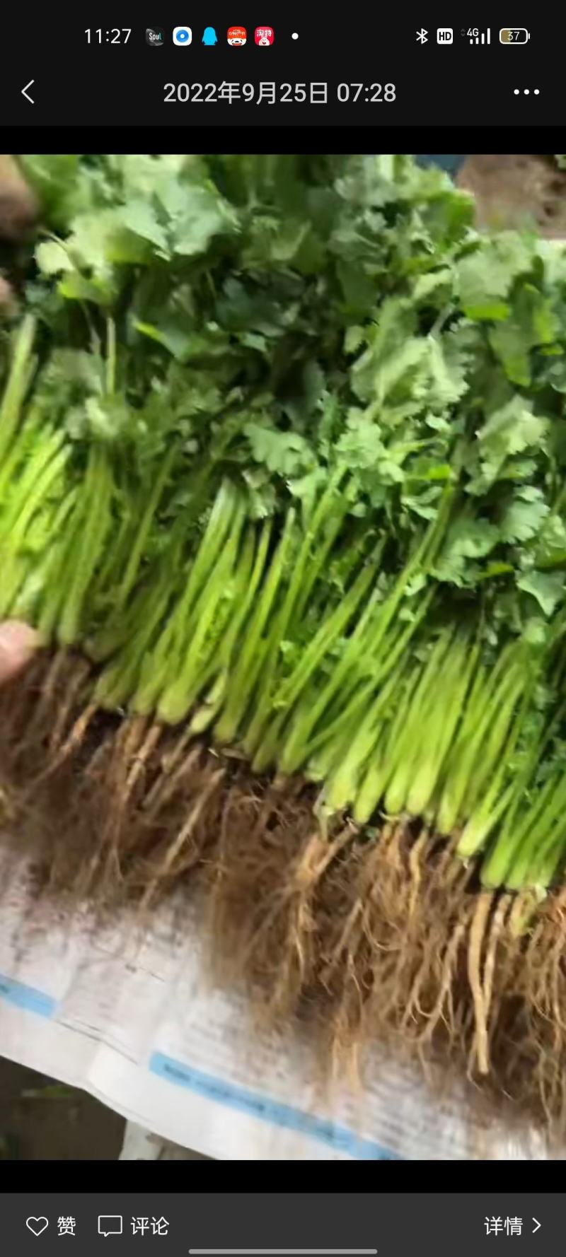 香菜，棵粗细均匀，颜色嫩绿，四级有货，高低适中