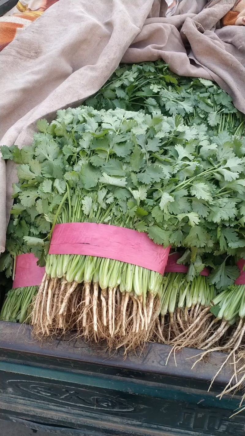 香菜，棵粗细均匀，颜色嫩绿，四级有货，高低适中