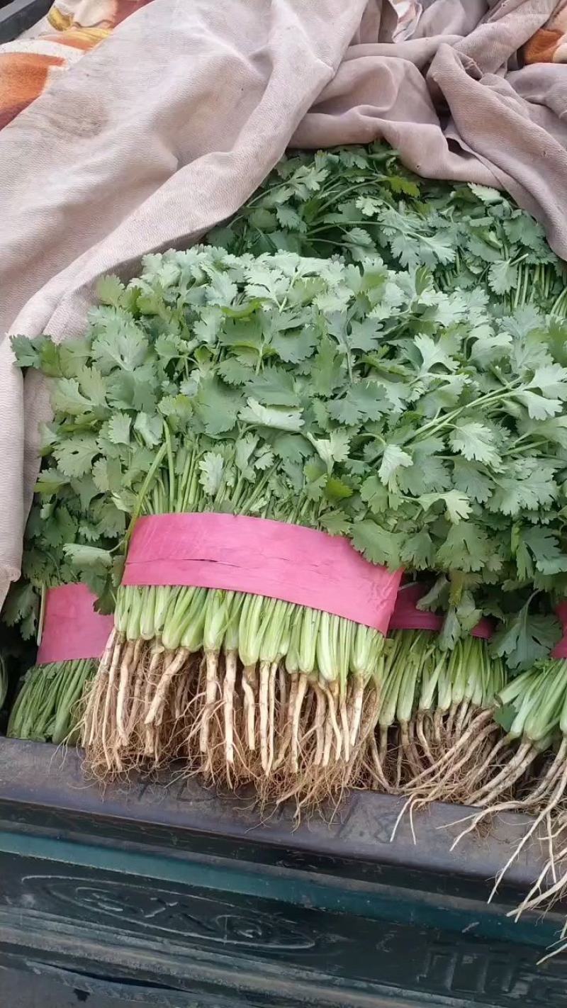 香菜，棵粗细均匀，颜色嫩绿，四级有货，高低适中