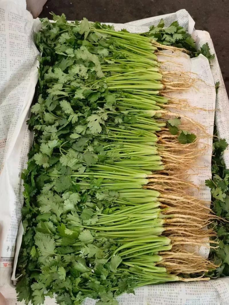香菜，棵粗细均匀，颜色嫩绿，四级有货，高低适中