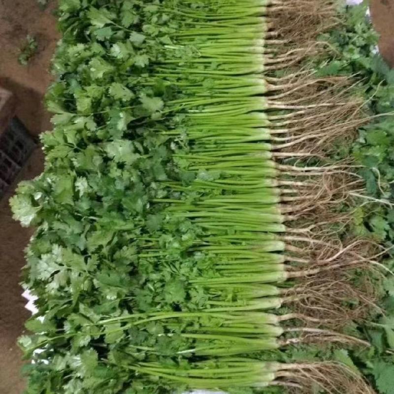 香菜，棵粗细均匀，颜色嫩绿，四级有货，高低适中
