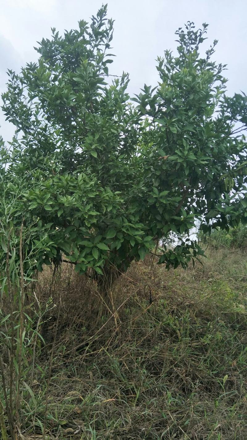 砂糖橘苗木