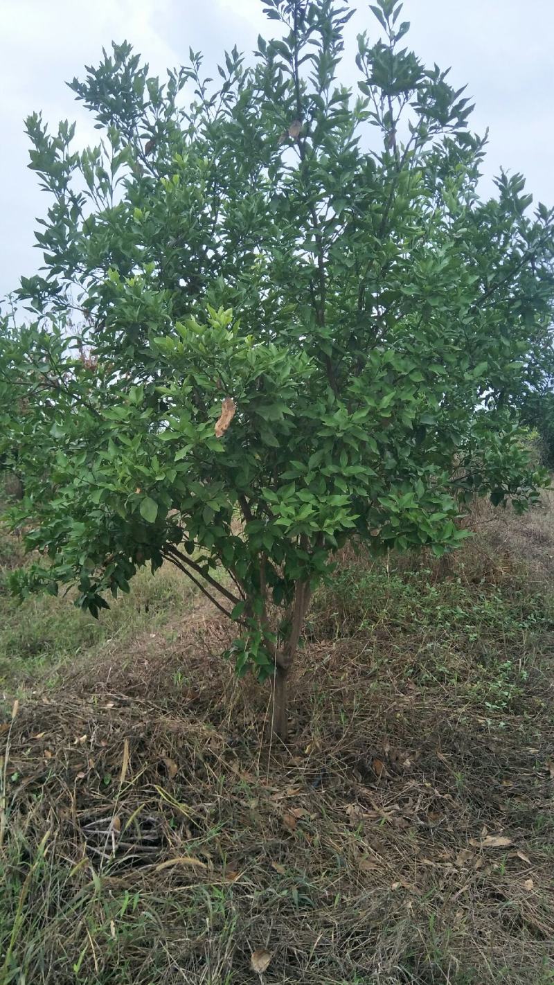 砂糖橘苗木
