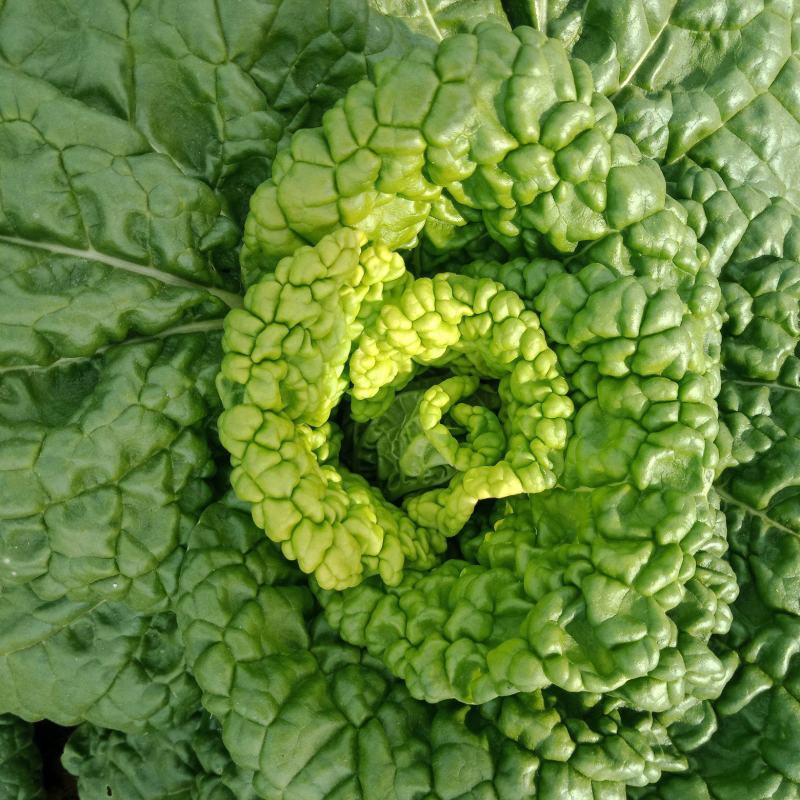 精品黄心菜大量上市现货
