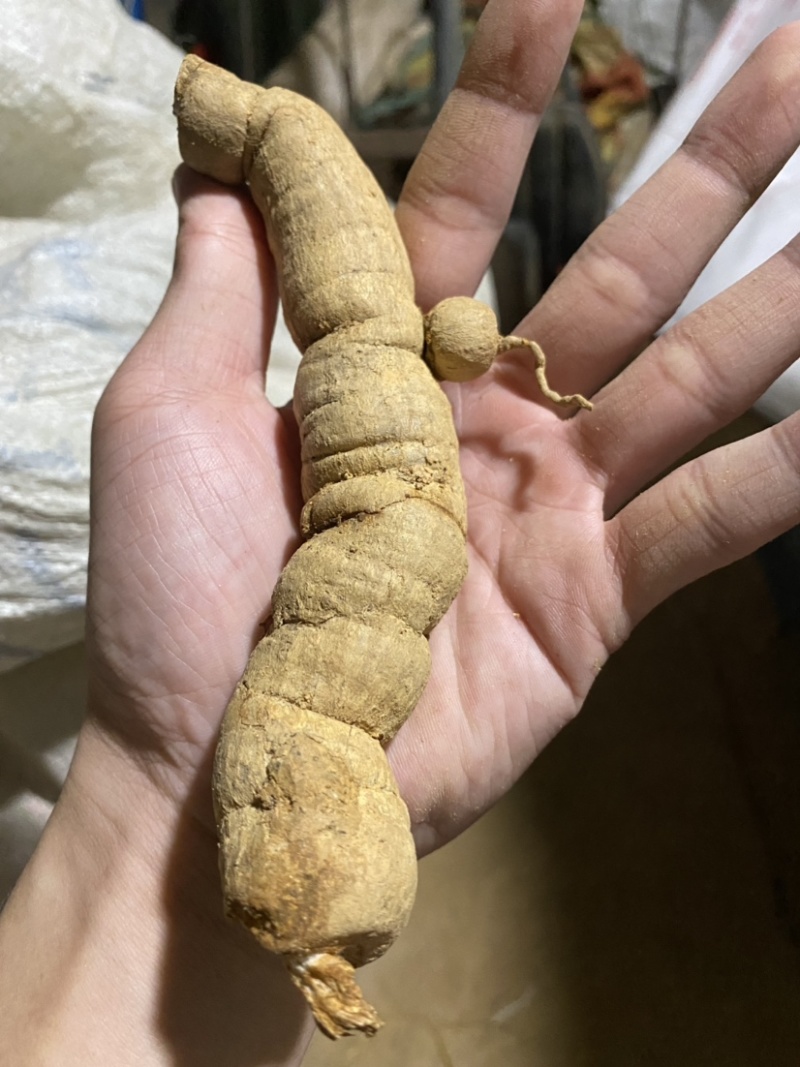 深生野生巴戟天煲汤泡酒