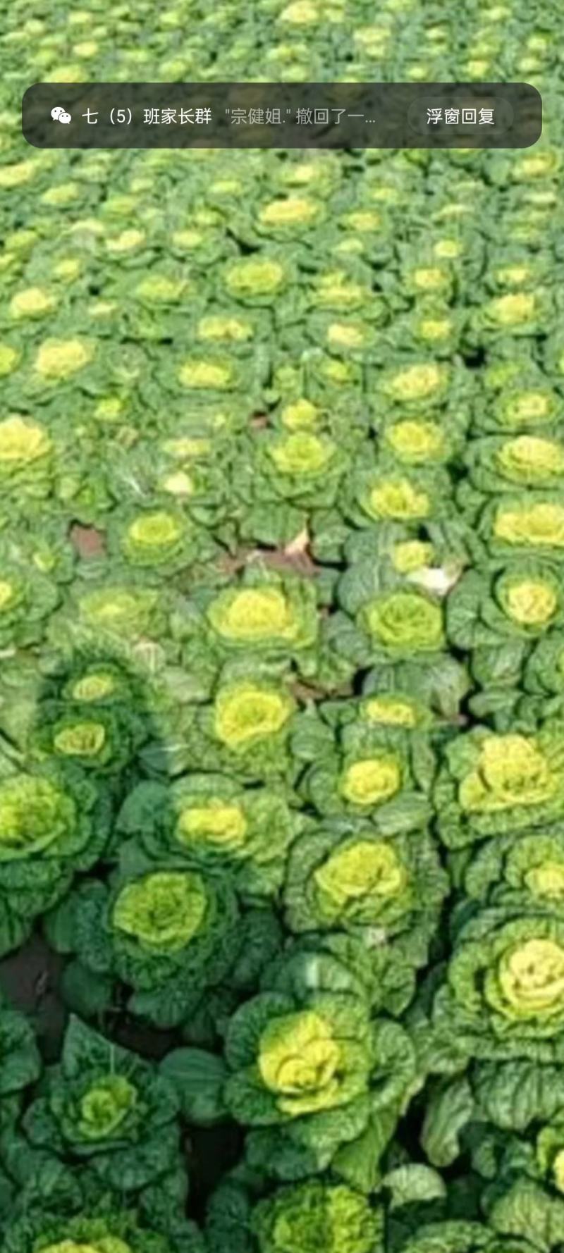 精品黄心菜大量上市现货