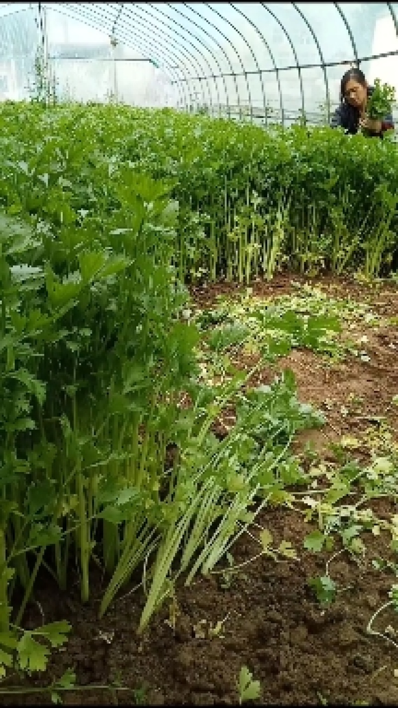 精品芹菜大量上市现货