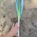 白菜，花菜，辣椒
