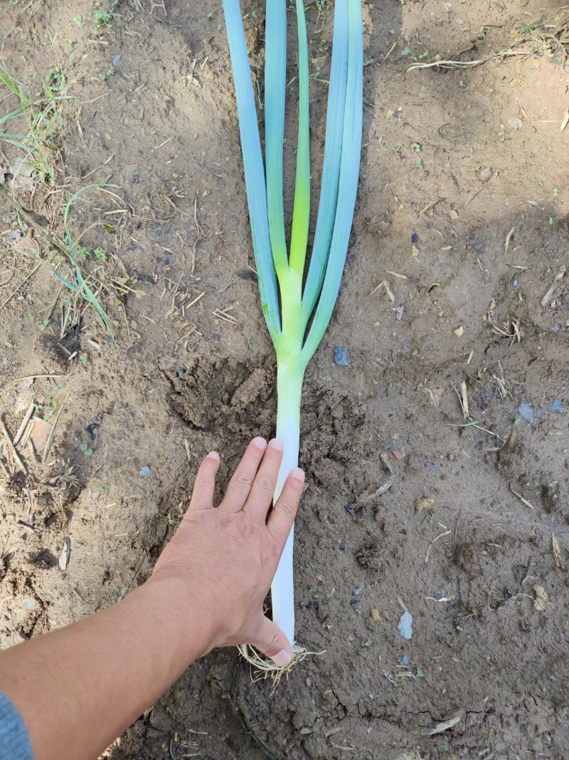 白菜，花菜，辣椒